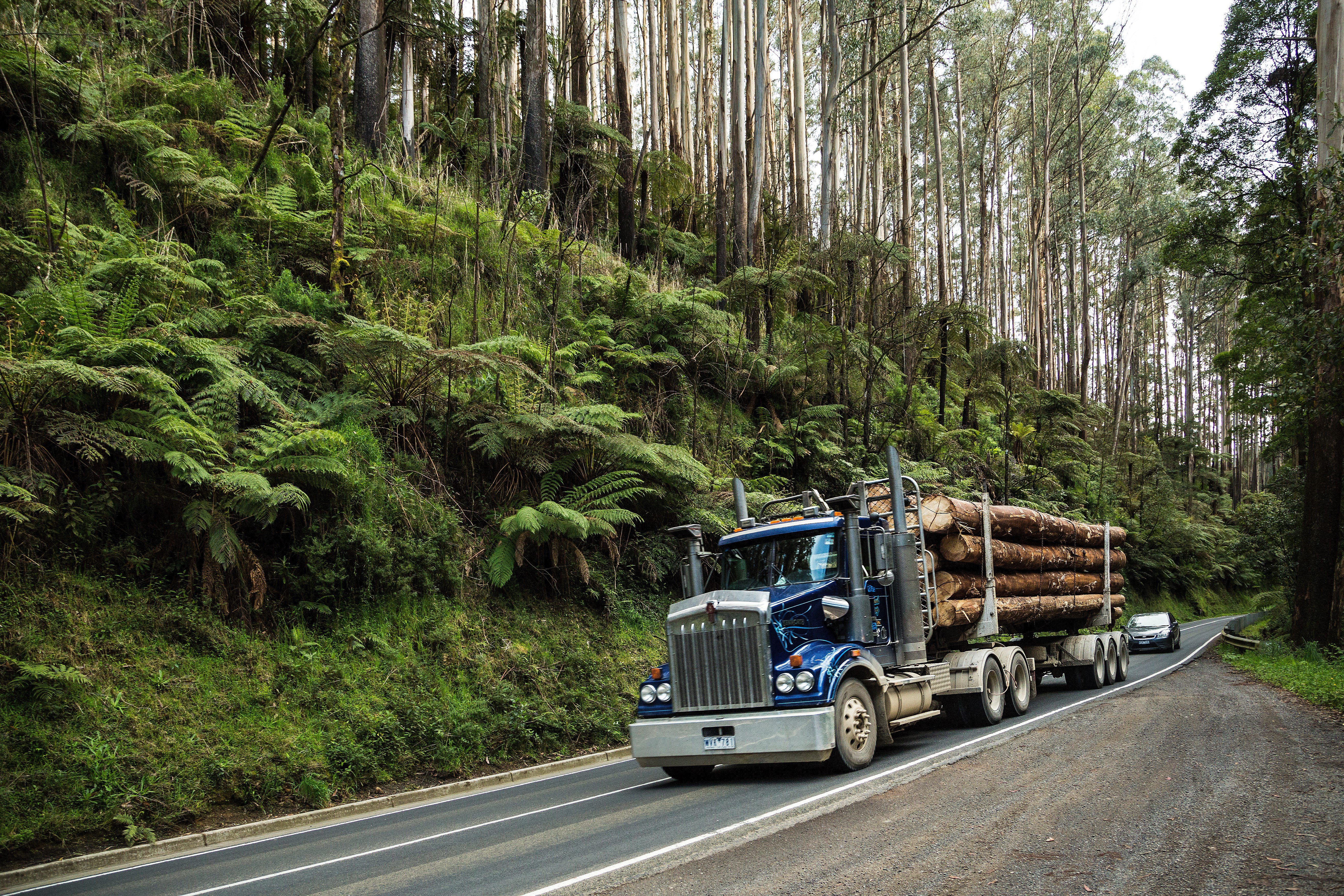 Library paper explores timber industry in transition 