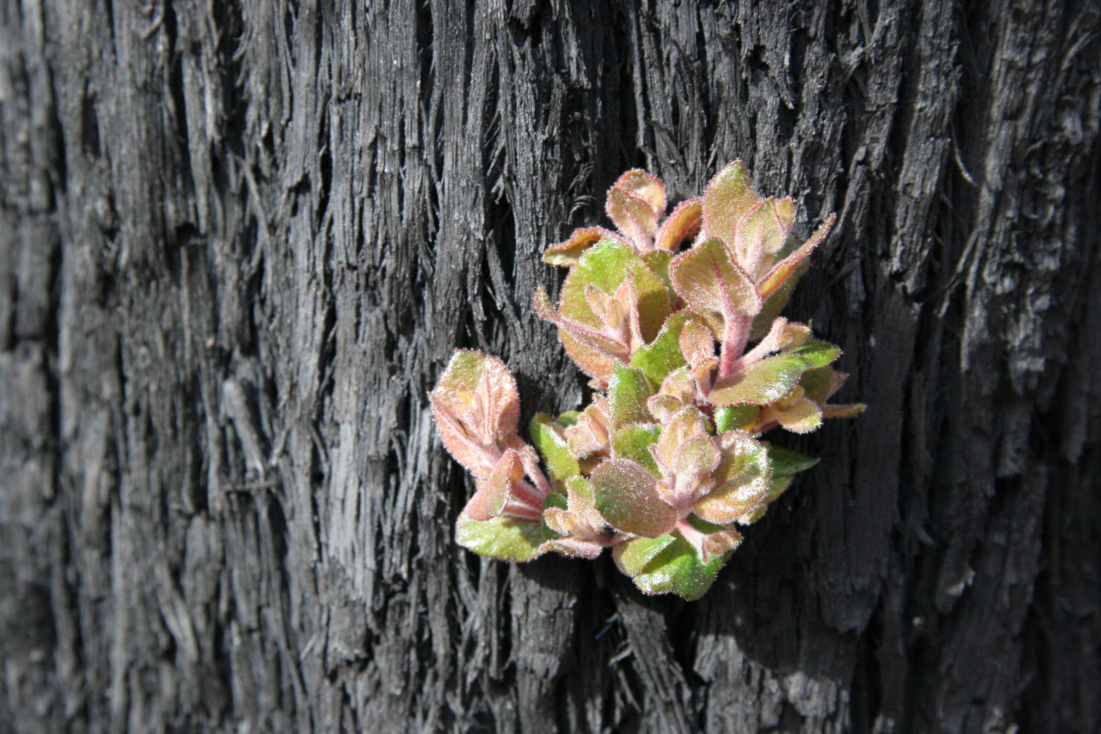 Ash Wednesday and Black Saturday bushfire disasters remembered in parliament