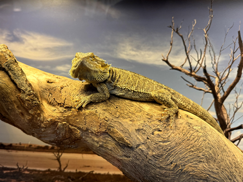 A Bearded Dragon, part of the sustainable species exhibition. 