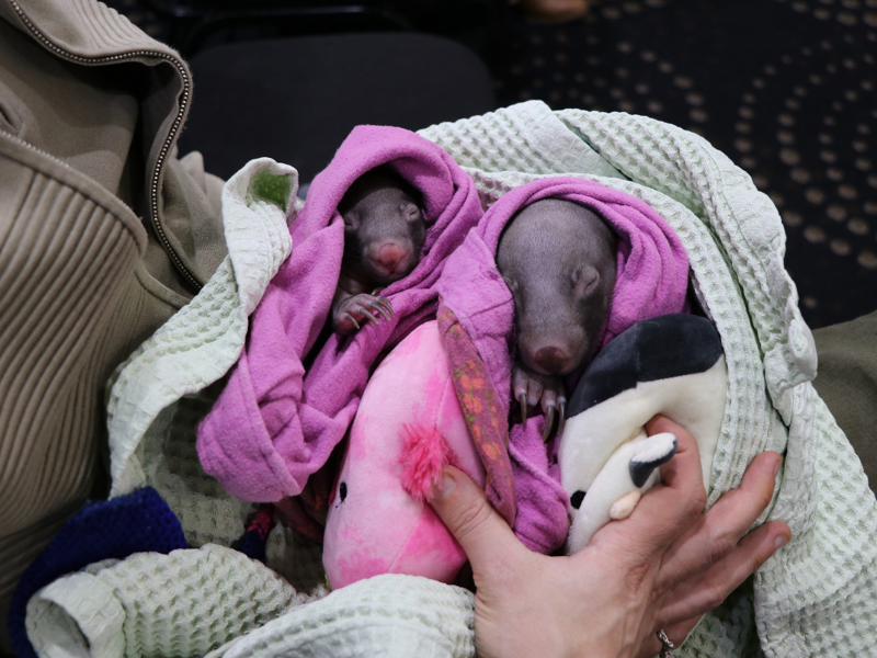 Rescued animals highlight the cost of roadstrike