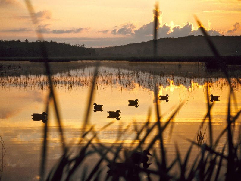 Native bird hunting report released