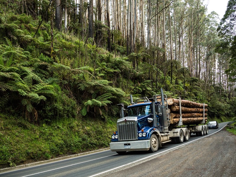 Library paper explores timber industry in transition 