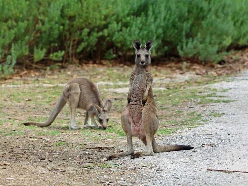 Kangaroos make up more than 50 per cent of animals involved in wildlife roadstrike.