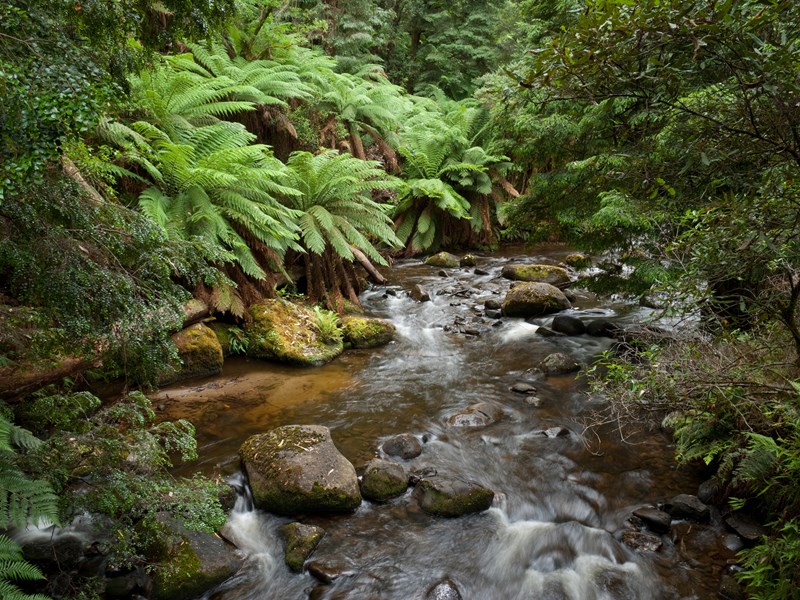 Biodiversity conservation and recovery in Victoria